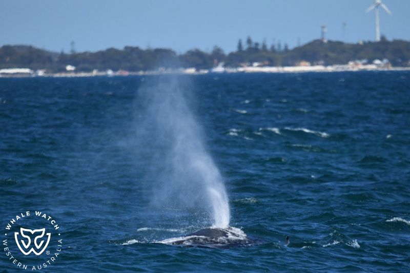 Whale Watch Western Australia