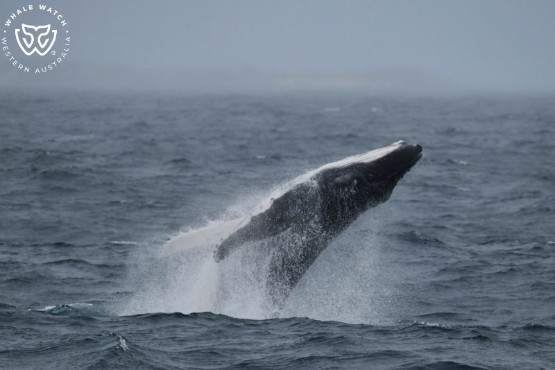 Whale Watch Western Australia