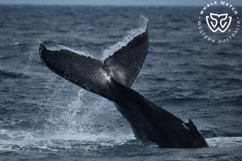 Whale Watch Western Australia