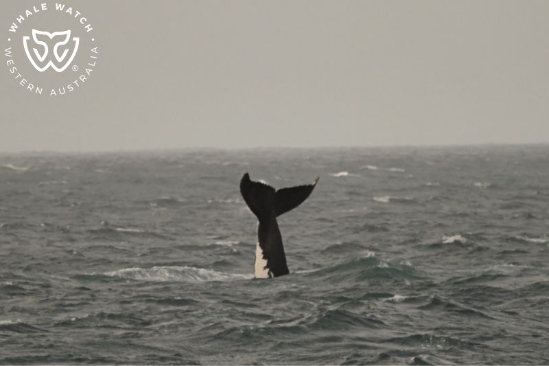 Whale Watch Western Australia