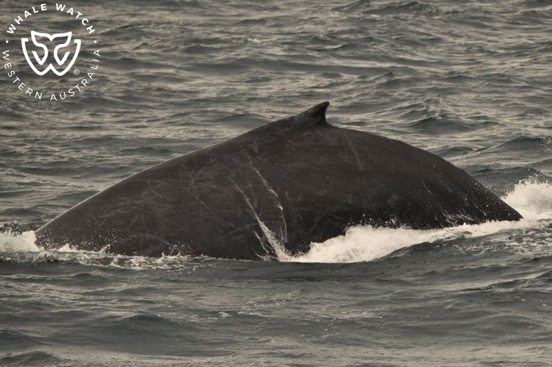 Whale Watch Western Australia