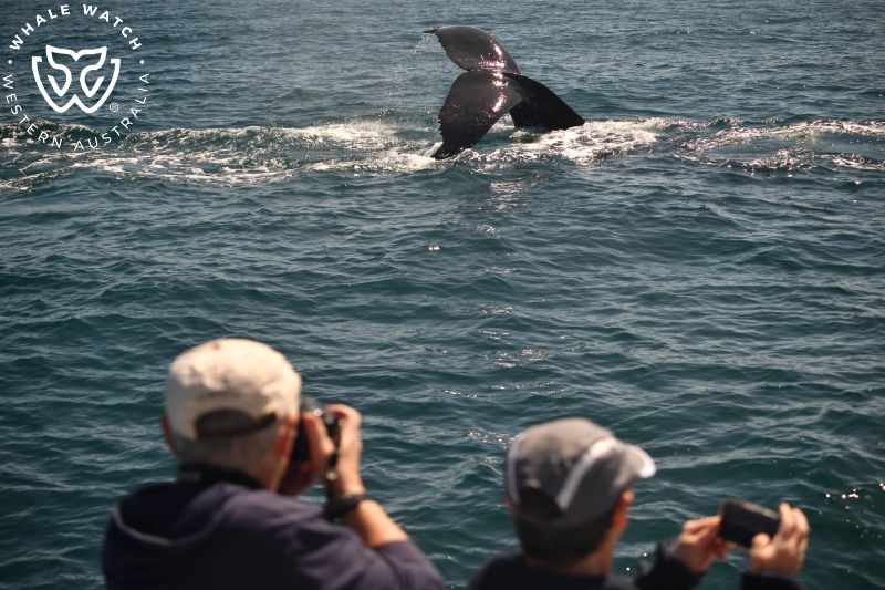 Whale Watch Western Australia