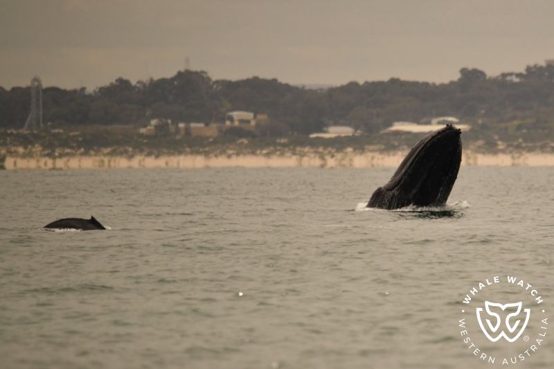 Whale Watch Western Australia