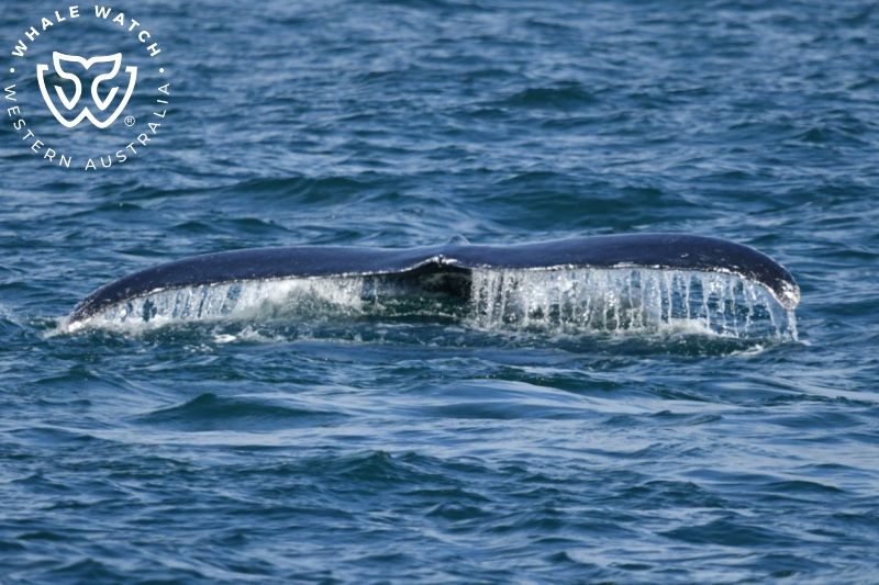 Whale Watch Western Australia