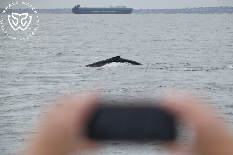 Whale Watch Western Australia