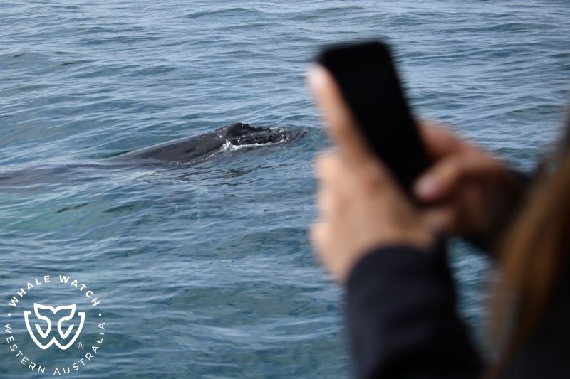 Whale Watch Western Australia