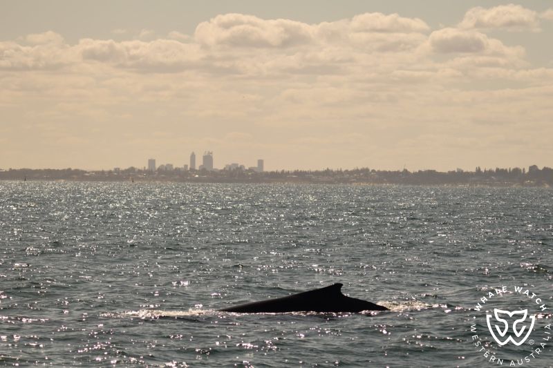 Whale Watch Western Australia