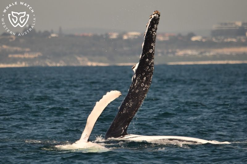 Whale Watch Western Australia