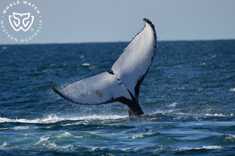 Whale Watch Western Australia