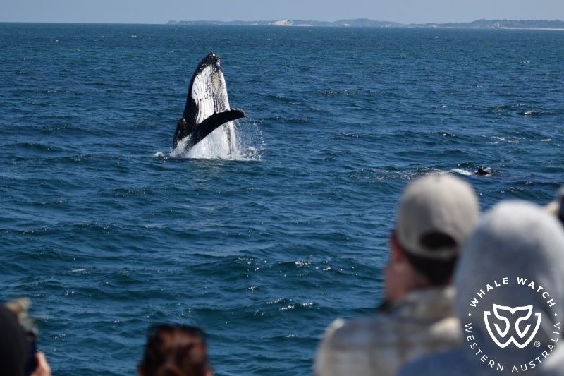 Whale Watch Western Australia