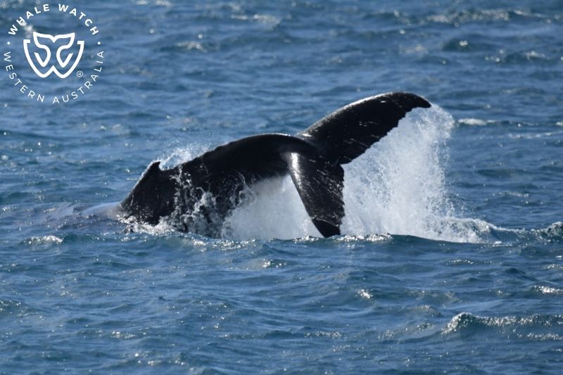 Whale Watch Western Australia