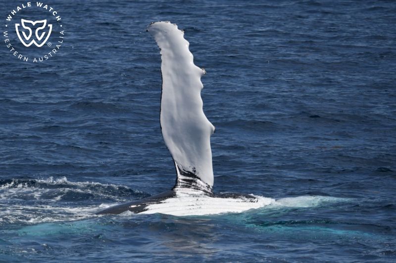 Whale Watch Western Australia