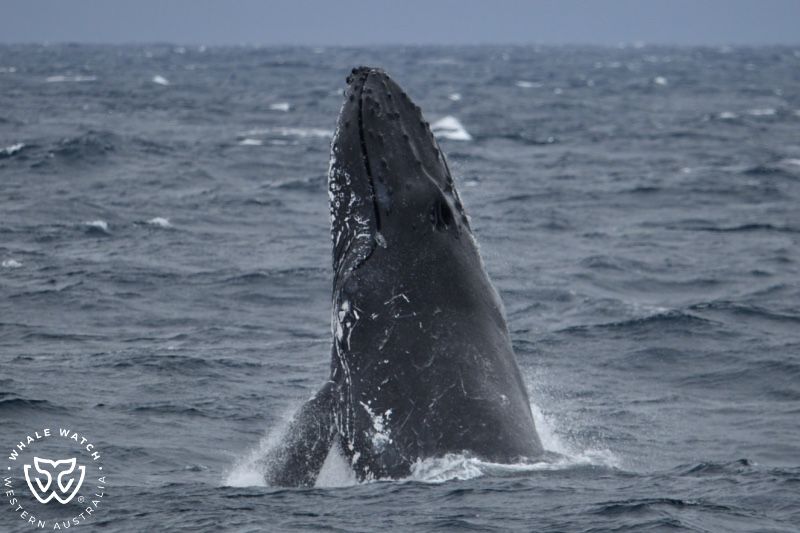 Whale Watch Western Australia