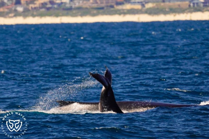 Whale Watch Western Australia