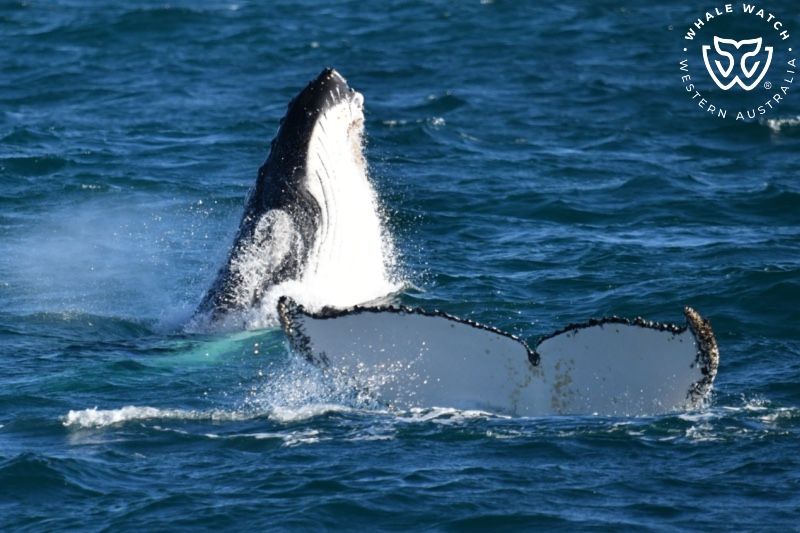 Whale Watch Western Australia