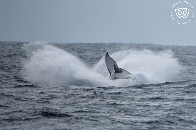 Whale Watch Western Australia