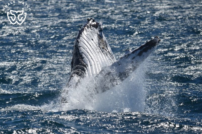 Whale Watch Western Australia