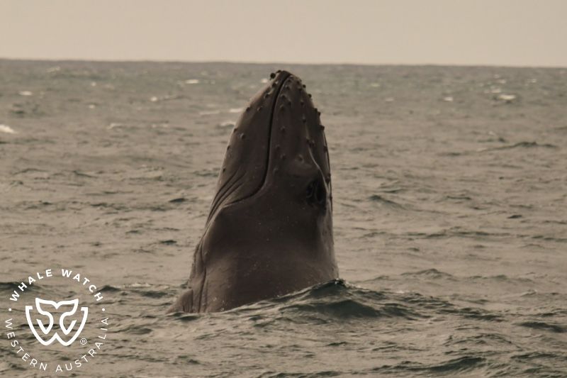 Whale Watch Western Australia