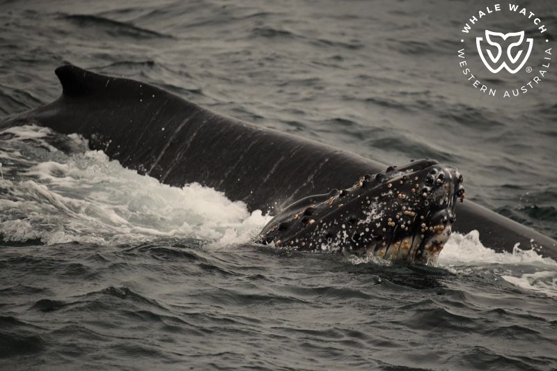 Whale Watch Western Australia