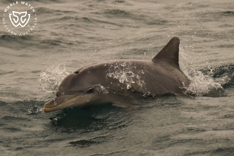 Whale Watch Western Australia