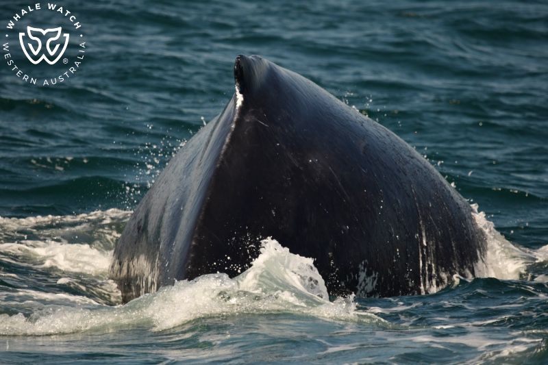 Whale Watch Western Australia