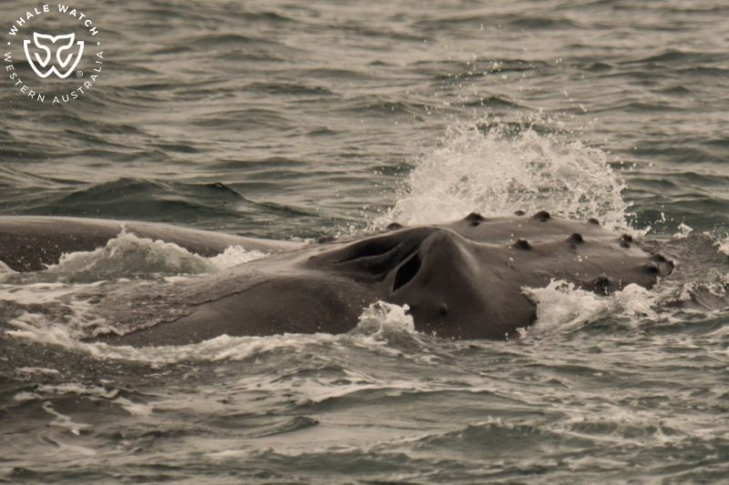 Whale Watch Western Australia