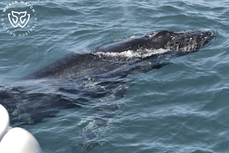 Whale Watch Western Australia