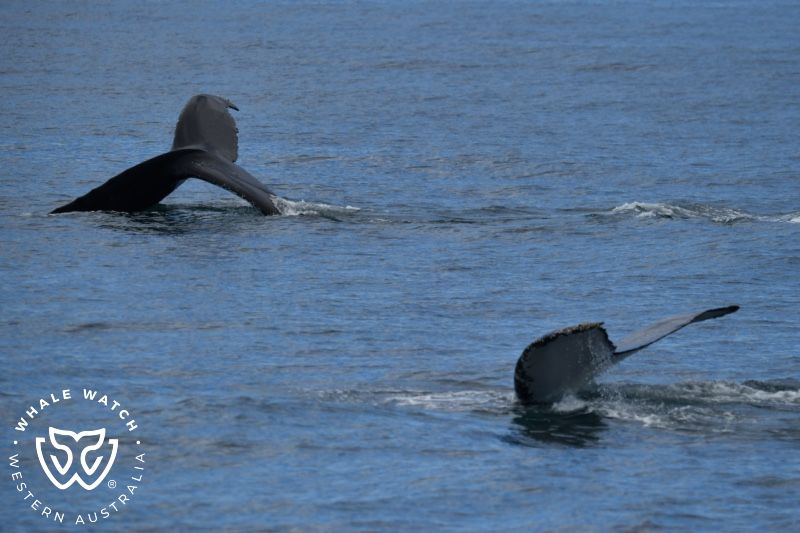 Whale Watch Western Australia