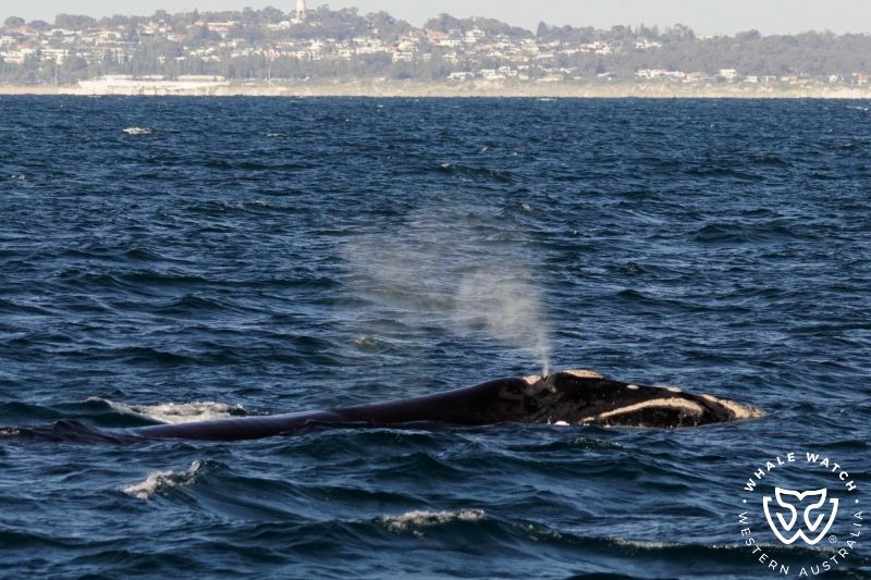 Whale Watch Western Australia