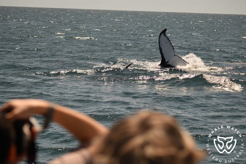 Whale Watch Western Australia