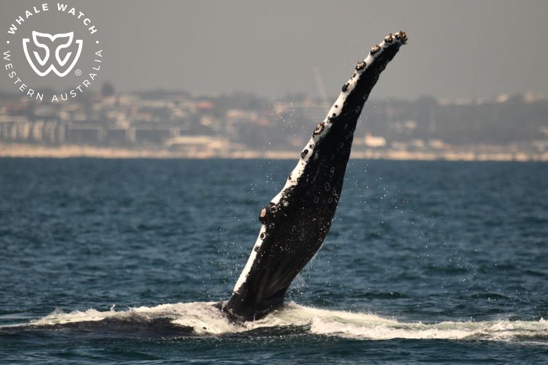 Whale Watch Western Australia