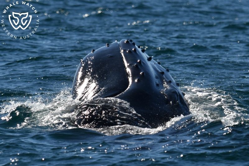 Whale Watch Western Australia