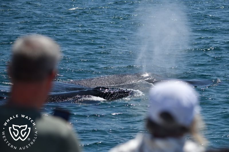 Whale Watch Western Australia