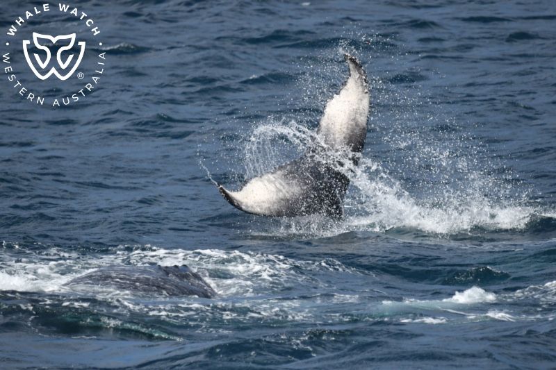 Whale Watch Western Australia
