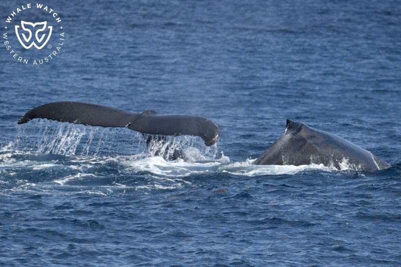 Whale Watch Western Australia