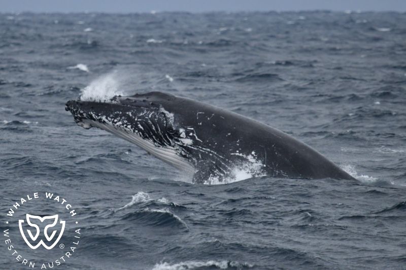 Whale Watch Western Australia