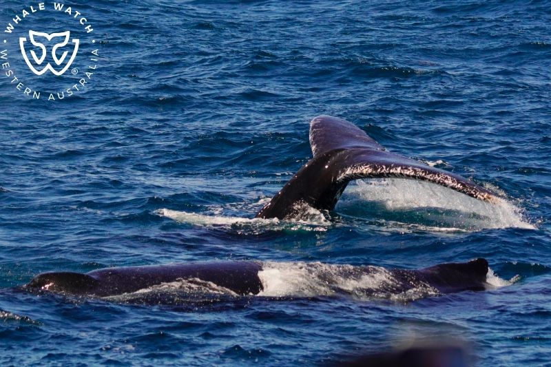 Whale Watch Western Australia