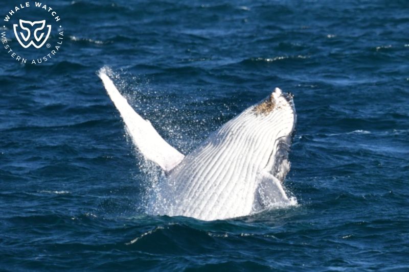 Whale Watch Western Australia