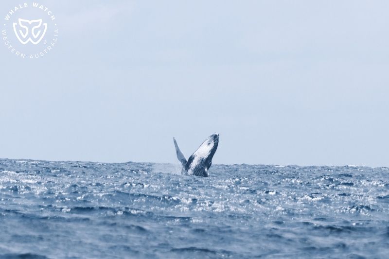 Whale Watch Western Australia