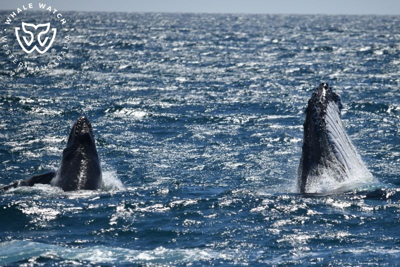 Whale Watch Western Australia