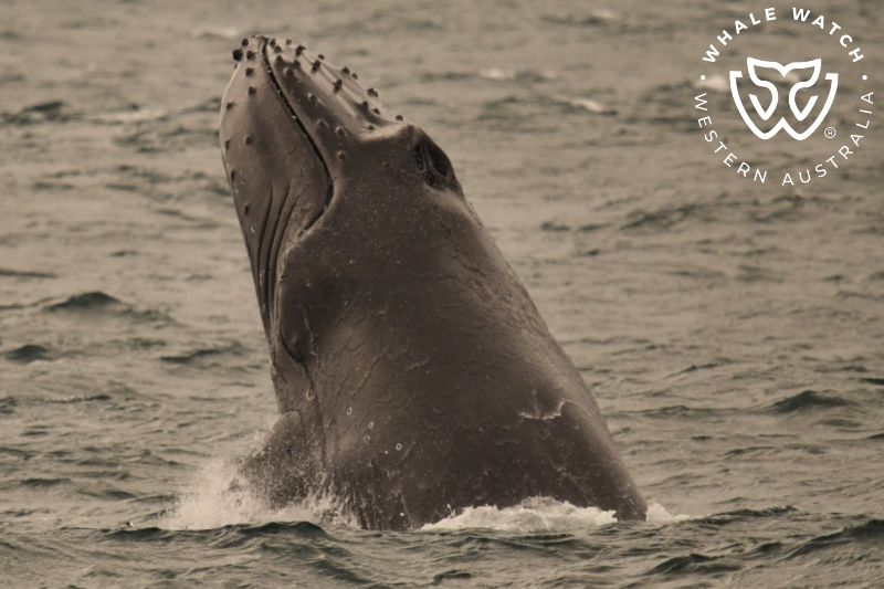 Whale Watch Western Australia