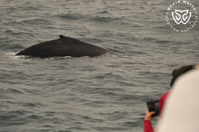 Whale Watch Western Australia