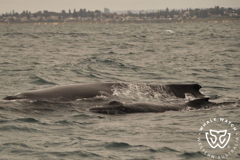 Whale Watch Western Australia