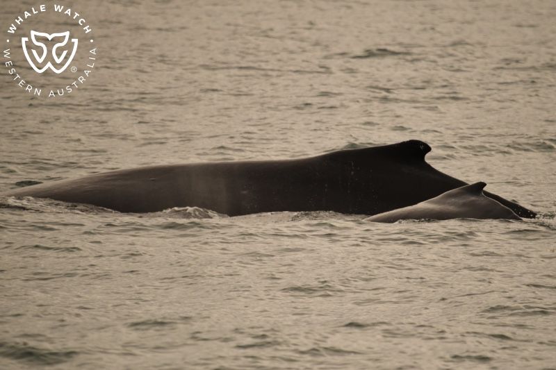 Whale Watch Western Australia