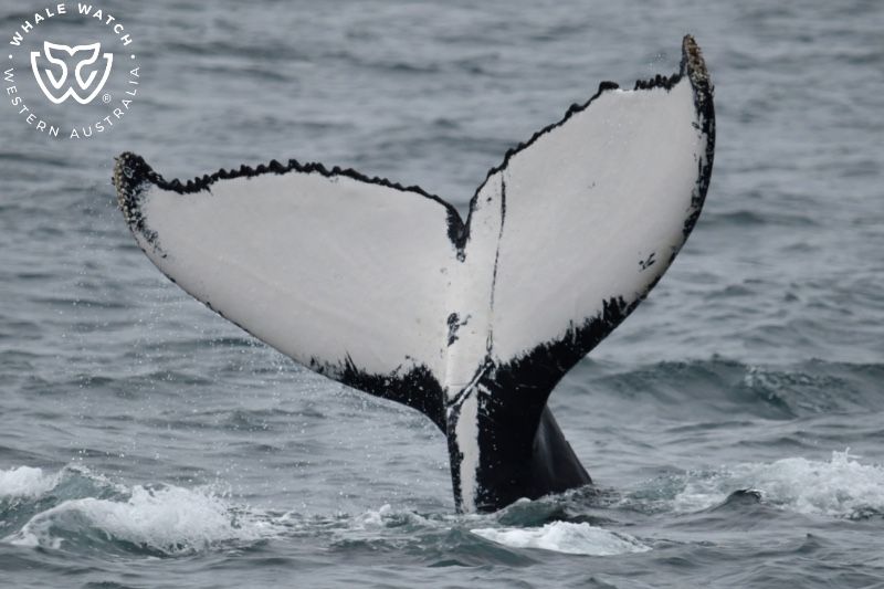 Whale Watch Western Australia