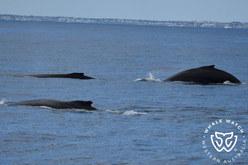 Whale Watch Western Australia