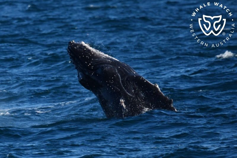 Whale Watch Western Australia