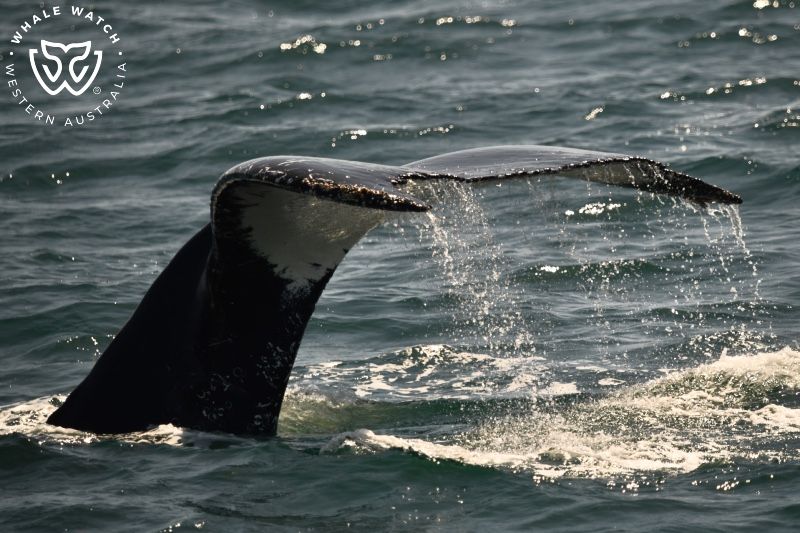Whale Watch Western Australia