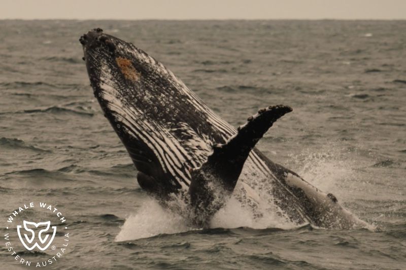 Whale Watch Western Australia