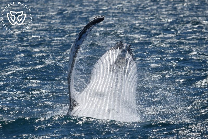 Whale Watch Western Australia